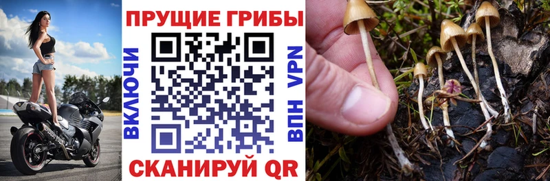продажа наркотиков  Слюдянка  Псилоцибиновые грибы мицелий 